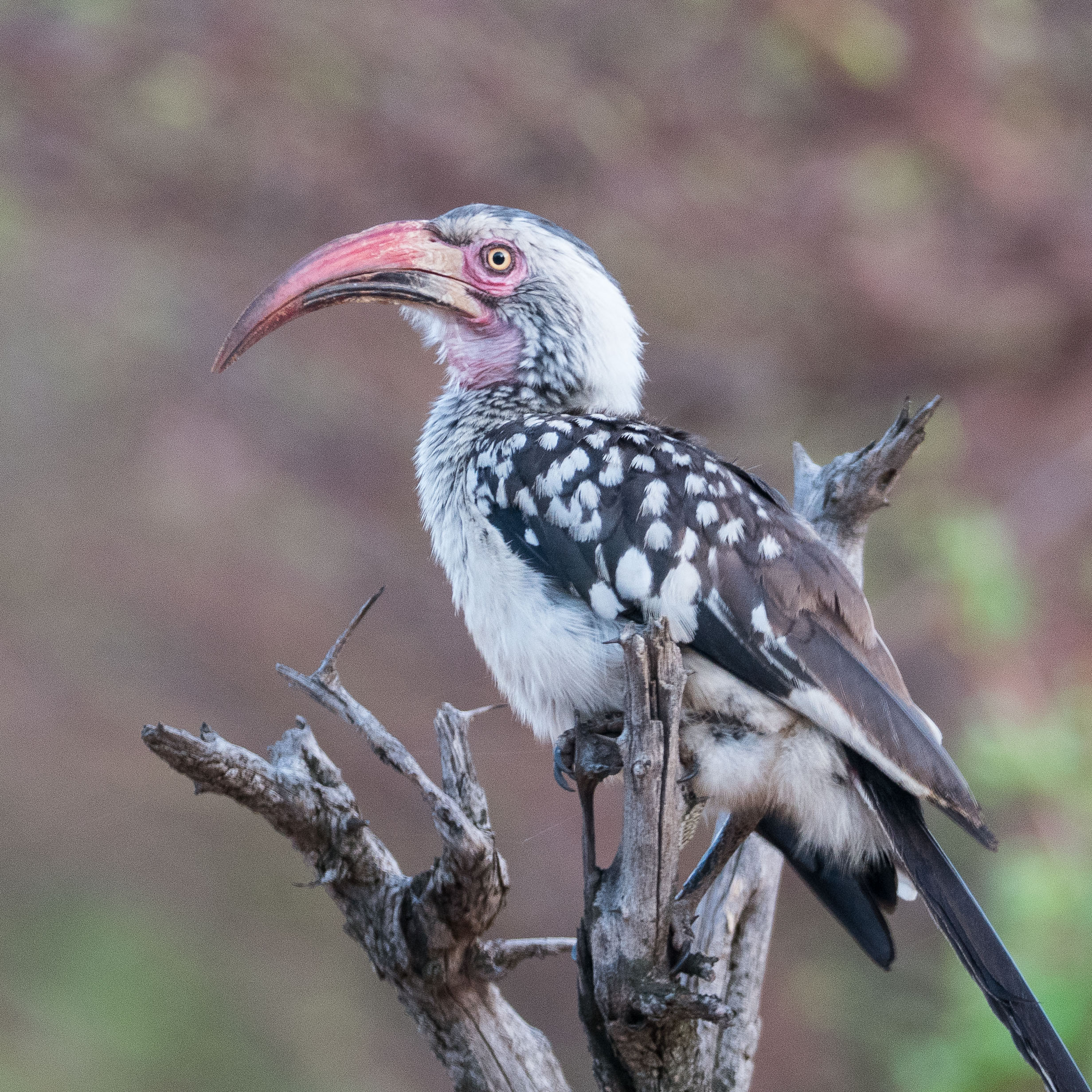 Calao d'Afrique du sud (Southern red-billed hornbill, Tockus rufirostris), Chobe National Park, Botswana.